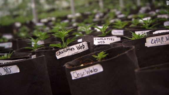 Charlotte Web Charlotte Web