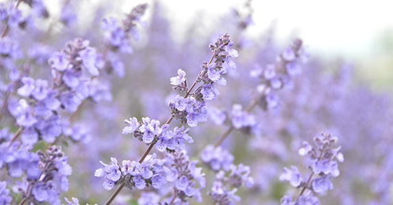 Nepeta cataria Nepeta cataria