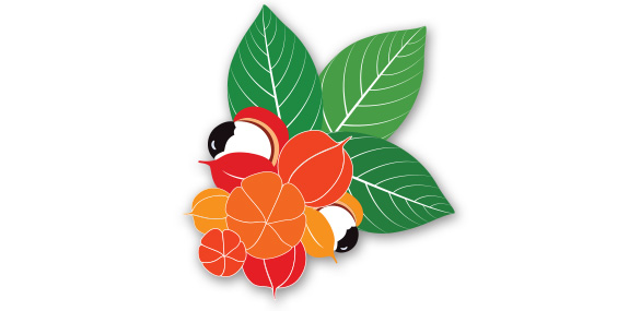 Guarana Guarana