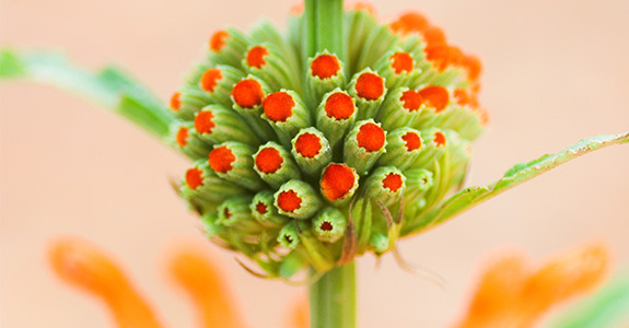 Leonotis leonurus Leonotis leonurus