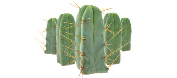 Cactus Des Quatre Vents