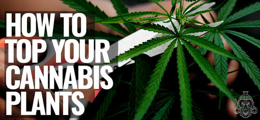 Comment Étêter Votre Plant De Cannabis