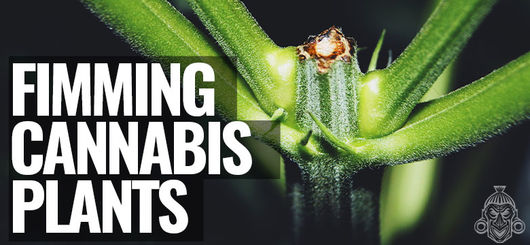 Le Fimming Des Plants De Cannabis | Augmentation Du Rendement 