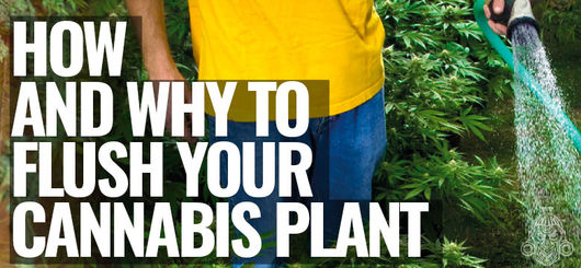 Pourquoi & Comment Rinçer Les Plants De Cannabis