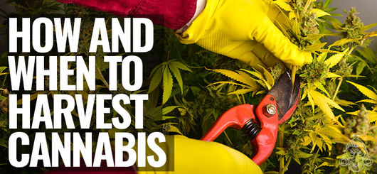 Comment Et Quand Récolter Les Plants De Cannabis