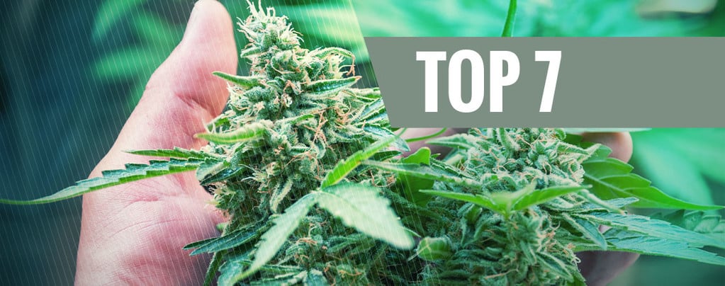 7 Causes Courantes De Stress Chez Vos Plants De Cannabis