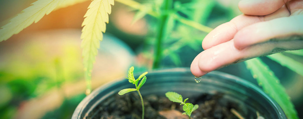 Meilleure Eau pour les Plants de Cannabis