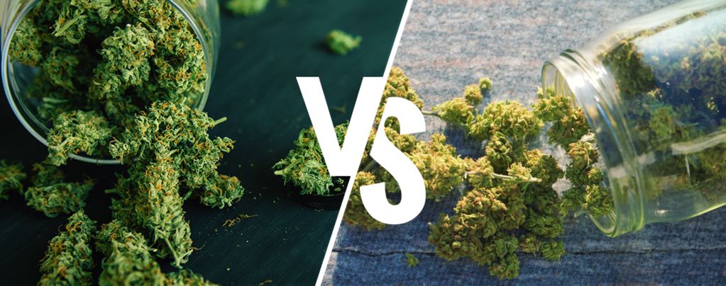 Herbe Cultivée En Intérieur Vs Extérieur : Laquelle Est Meilleure ? -  Zamnesia Blog