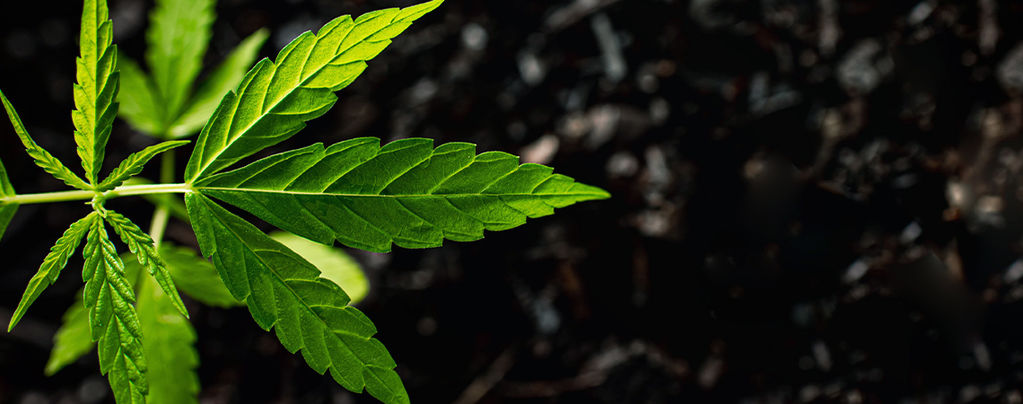Comment Utiliser L’acide Fulvique Et Humique Pour Le Cannabis
