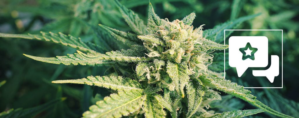 Blueberry : Évaluation Et Informations De Variété De Cannabis