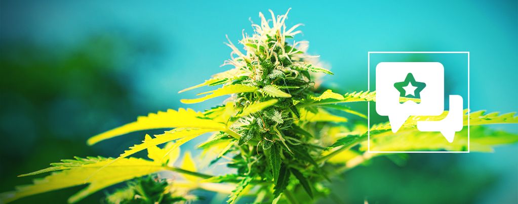 Power Flower : Évaluation & Informations De Variété De Cannabis