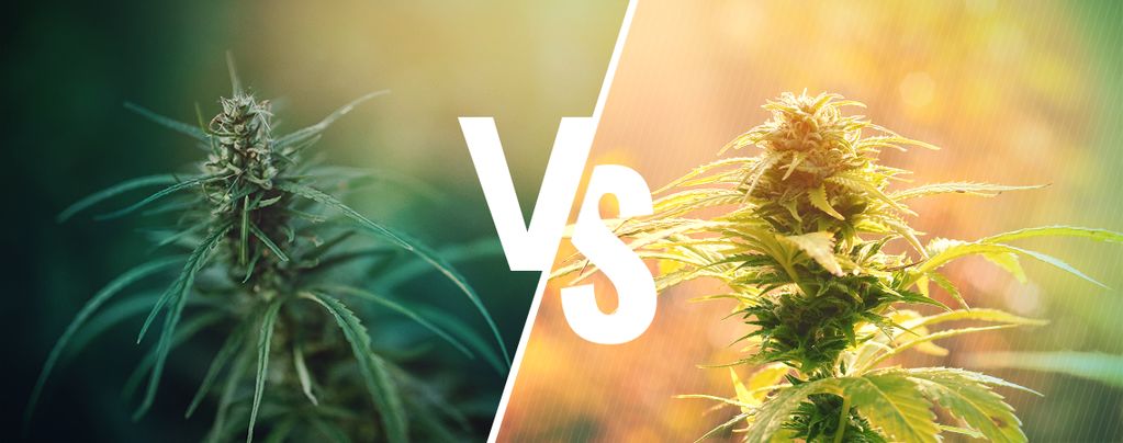 Quelle Est la Différence Entre Cannabis et Chanvre