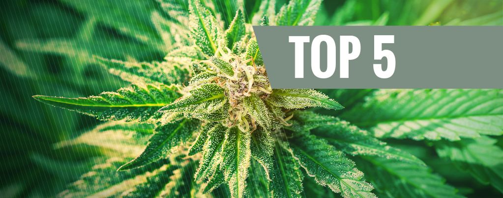 Top 5 Des Variétés De Cannabis Ruderalis