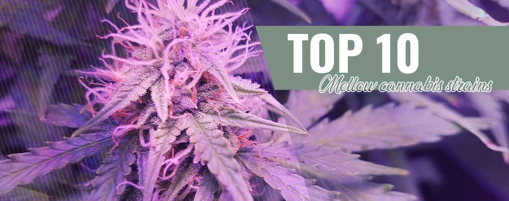 Top 10 des Variétés Douces de 2016