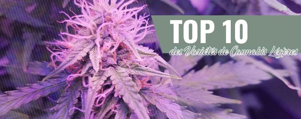 Top 10 Des Variétés De Cannabis Légères