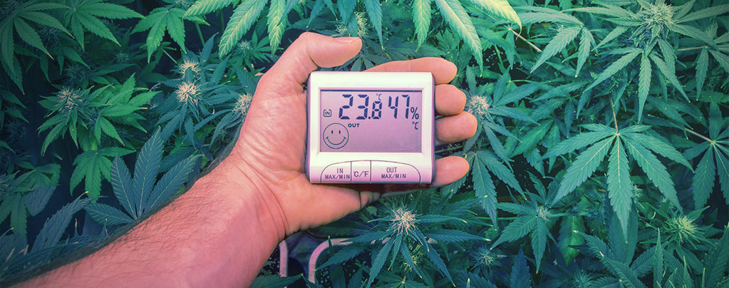 Temperatures Ultimes Culture Cannabis