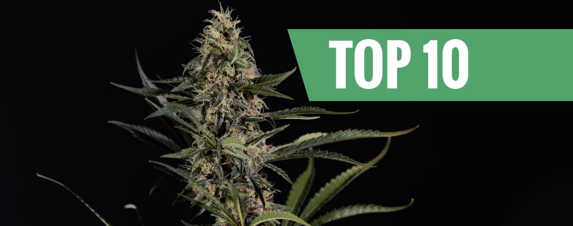 Top 10 des variétés de cannabis les plus puissantes
