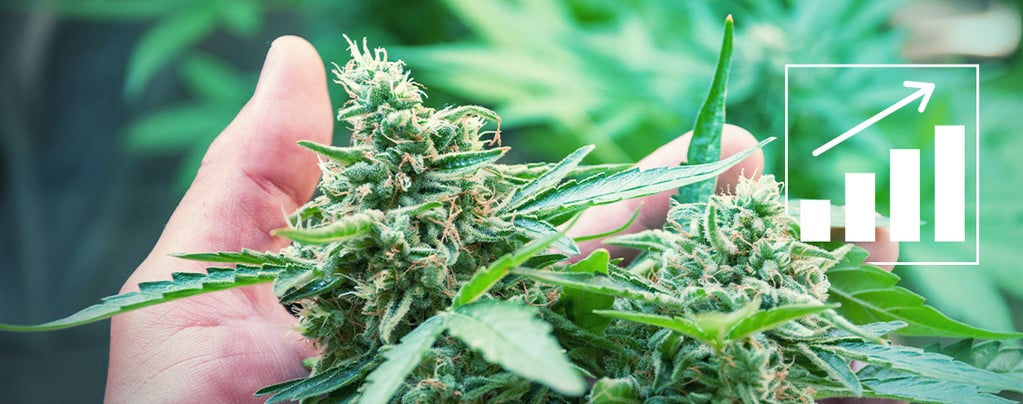 5 Façons D’augmenter Les Rendements Du Cannabis