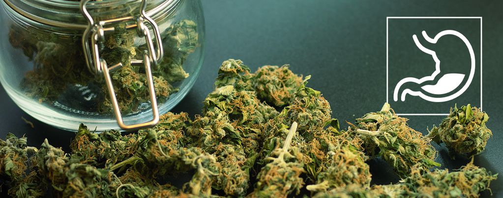 Comment Le Cannabis Affecte-t-Il Le Système Digestif ?