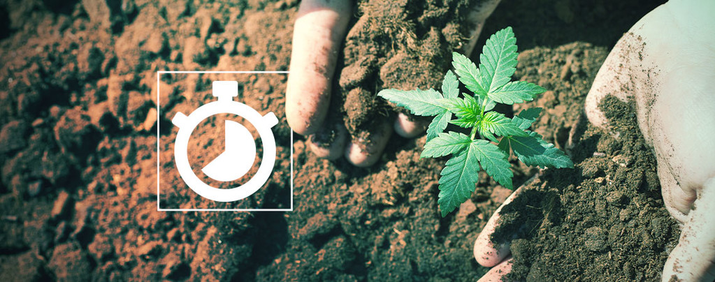 Temps Cultiver Cannabis