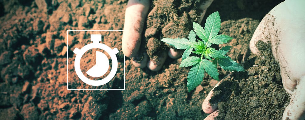 Temps Cultiver Cannabis