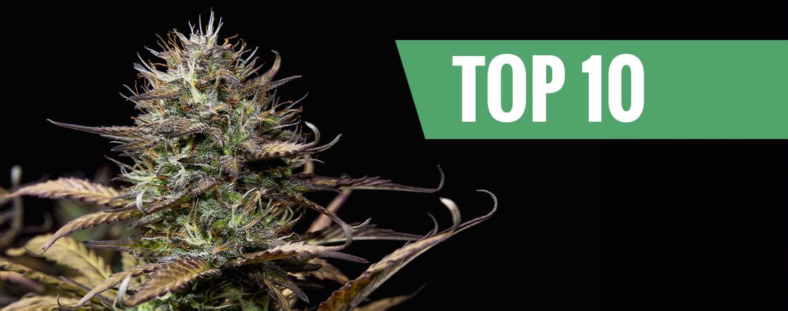 Top 10 des variétés de cannabis à autofloraison