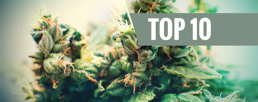 Top 10 Graines Cannabis Autofloraison