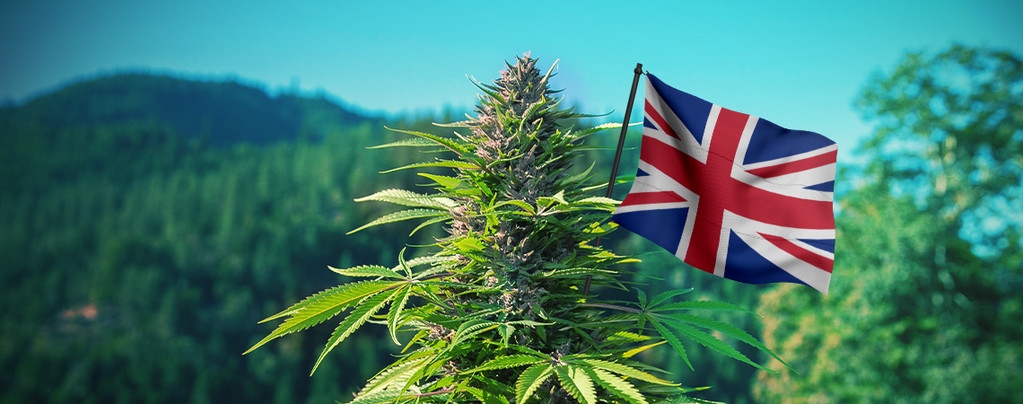 Les Meilleures Variétés De Cannabis D'Extérieur À Cultiver Au Royaume-Uni