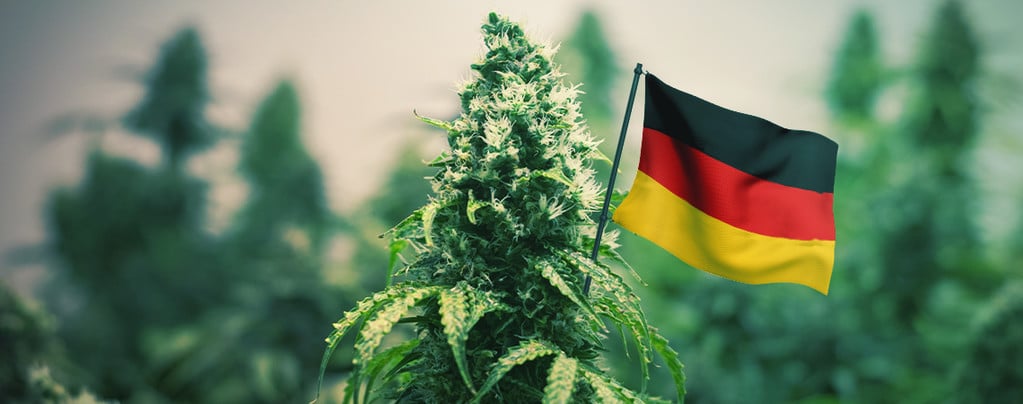 Les Meilleures Variétés De Cannabis À Cultiver En Extérieur En Allemagne