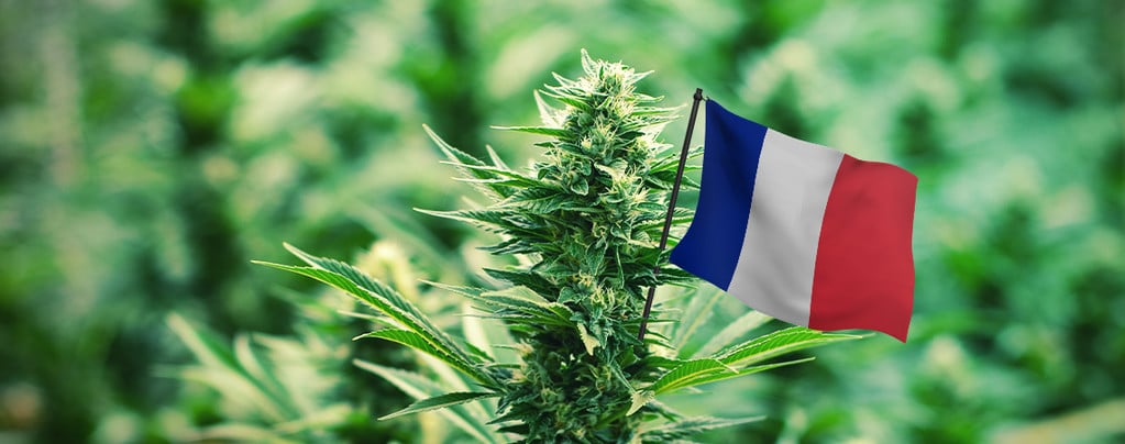 Meilleures Variétés De Cannabis En France
