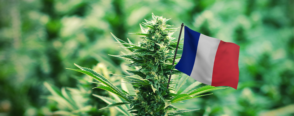 Meilleures Variétés De Cannabis En France