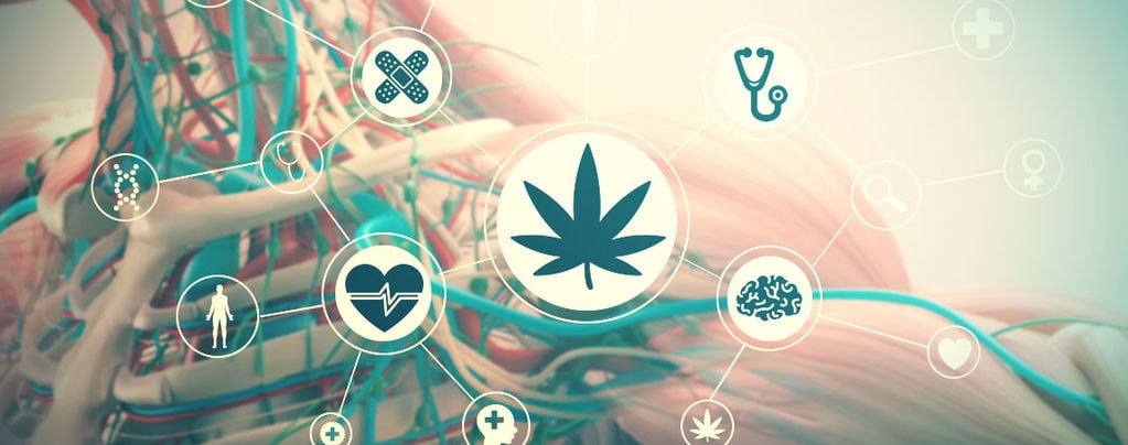 Les Effets Du Cannabis Sur Votre Corps