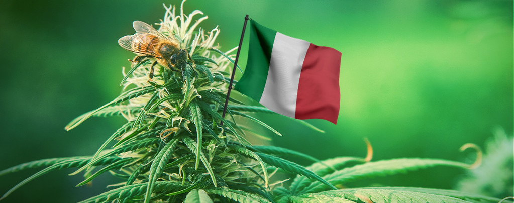 Meilleures Graines De Cannabis Italie