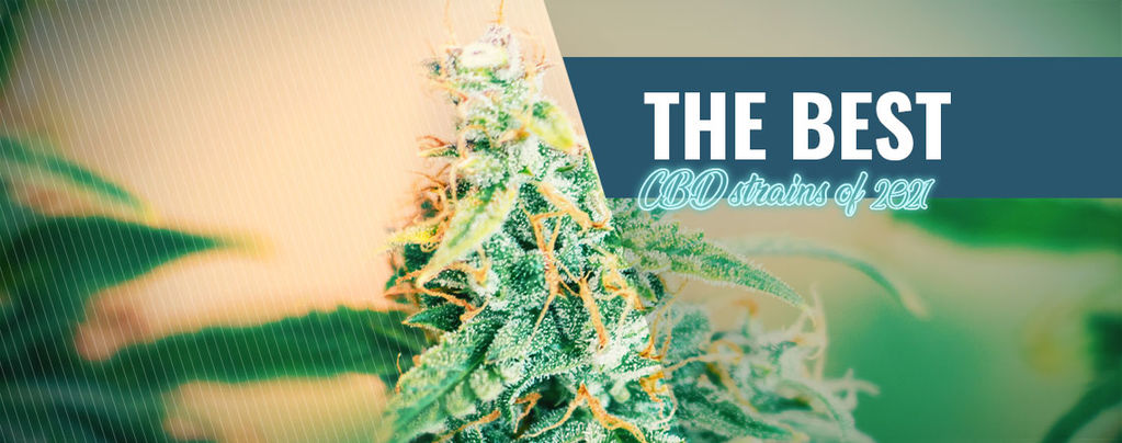 CBD À Cultiver Chez Soi