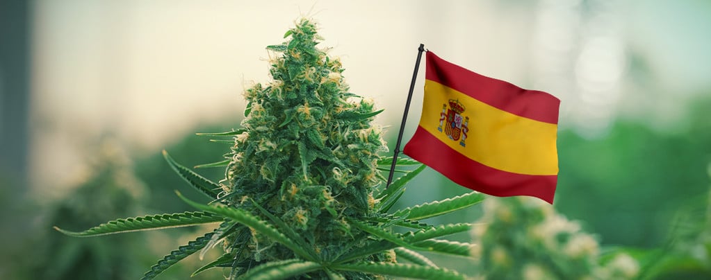 Les Meilleures Variétés De Cannabis D'Extérieur À Cultiver En Espagne 