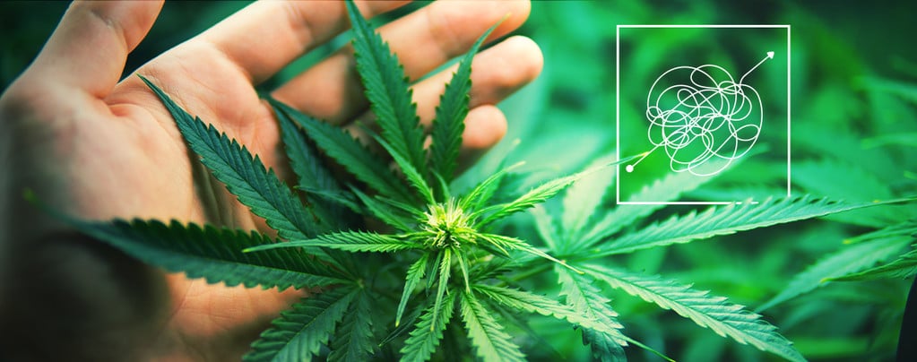 Variétés De Cannabis Dures À Cultiver Et Gratifiantes