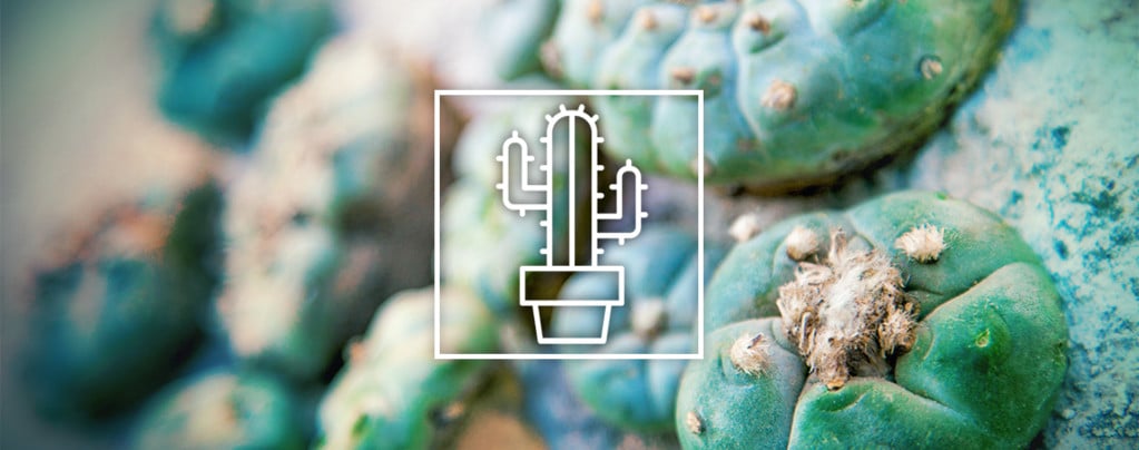 Les Différentes Cactus À Mescalines