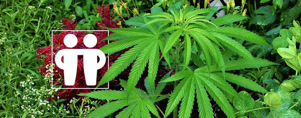 Soigner Et Protéger Vos Récoltes De Cannabis