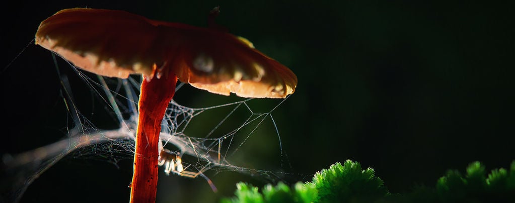 Araignées Et Drogues : Comment Les Substances Touchent Animaux Et Insectes ?