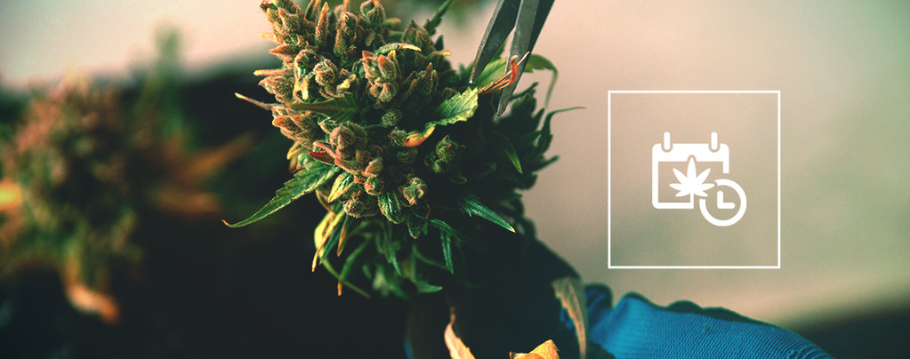Comment Accélérer La Floraison Et La Récolte Du Cannabis