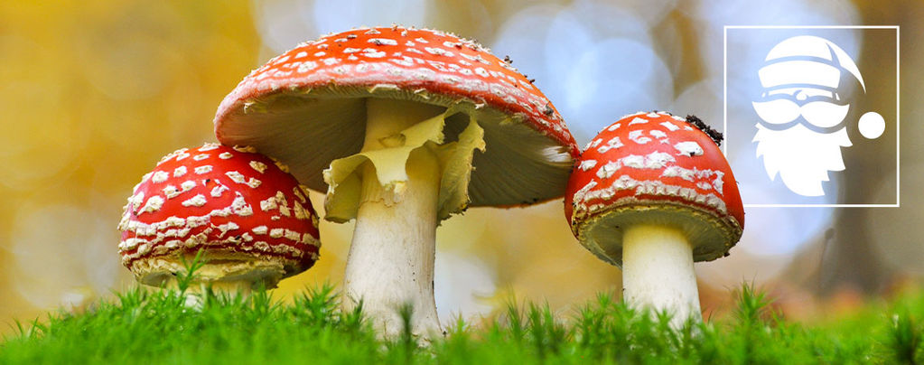 Les Liens Entre Champignons Magiques Et Noël