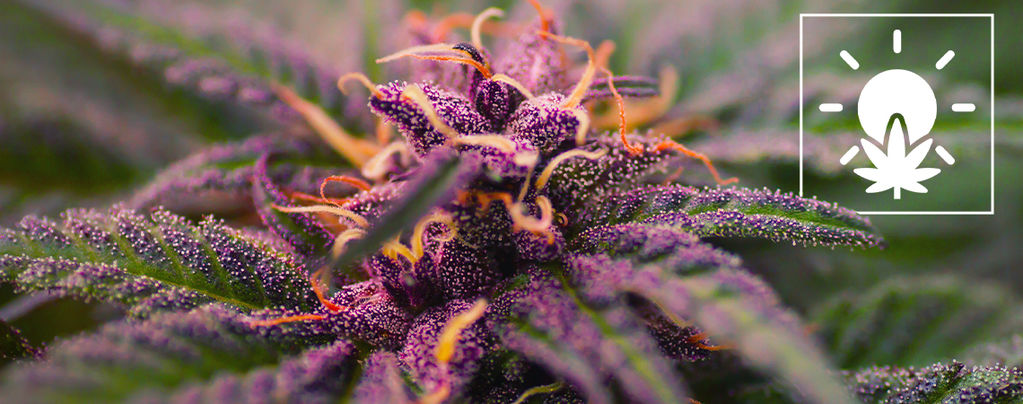 Cannabis Aux Têtes Violettes