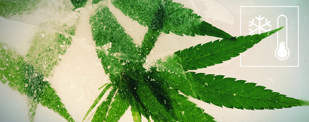 Les Meilleures Graines De Cannabis À Cultiver En Climat Froid