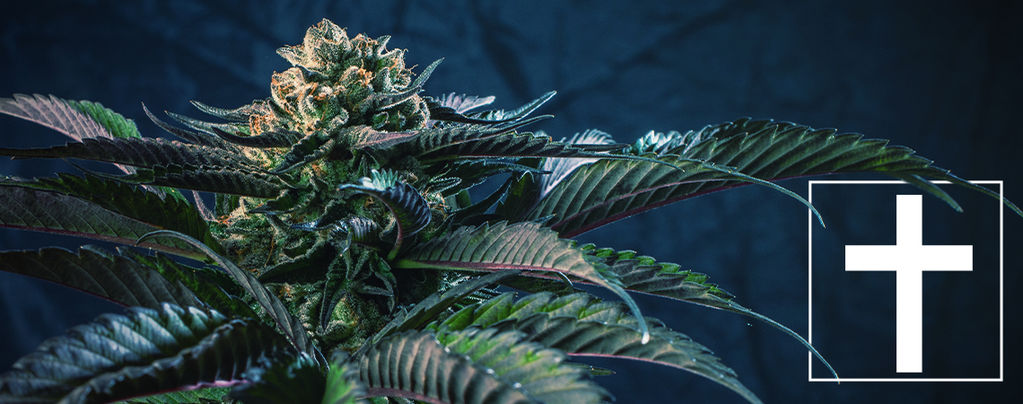 7 Variétés De Cannabis Qui Correspondent Aux 7 Péchés Capitaux