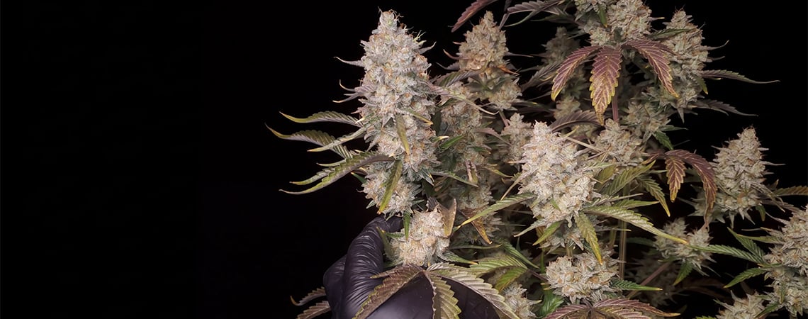 Top 5 des variétés autofloraison à haut rendement