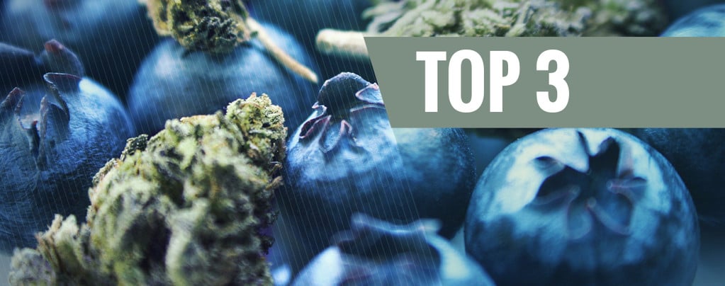 Origines Du Cannabis Blueberry & Top 3 Des Variétés Blueberry