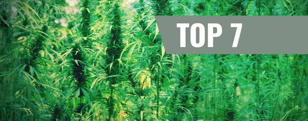 Top 7 Des Variétés De Cannabis Et Leurs Créateurs