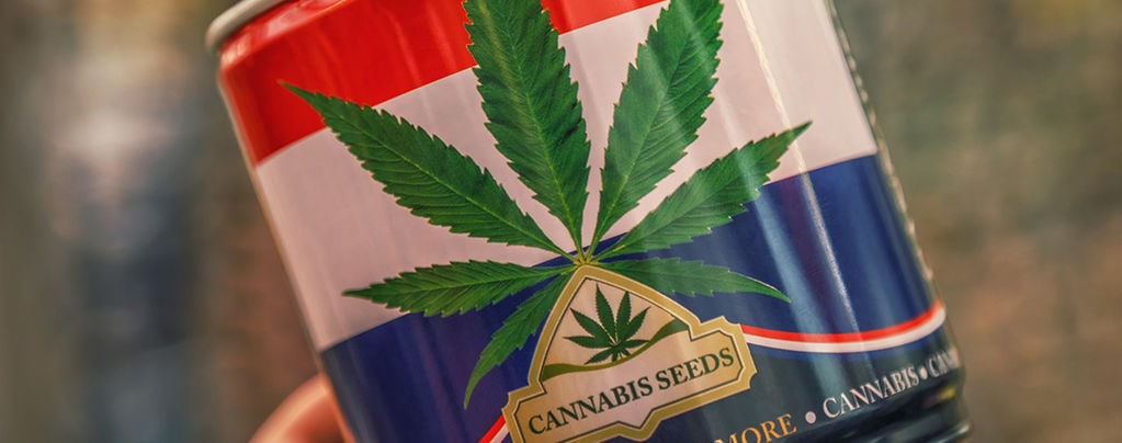 Nederwiet ! Weed Néerlandaise Et Top 3 Des Variétés De Cannabis Créées Aux Pays-Bas