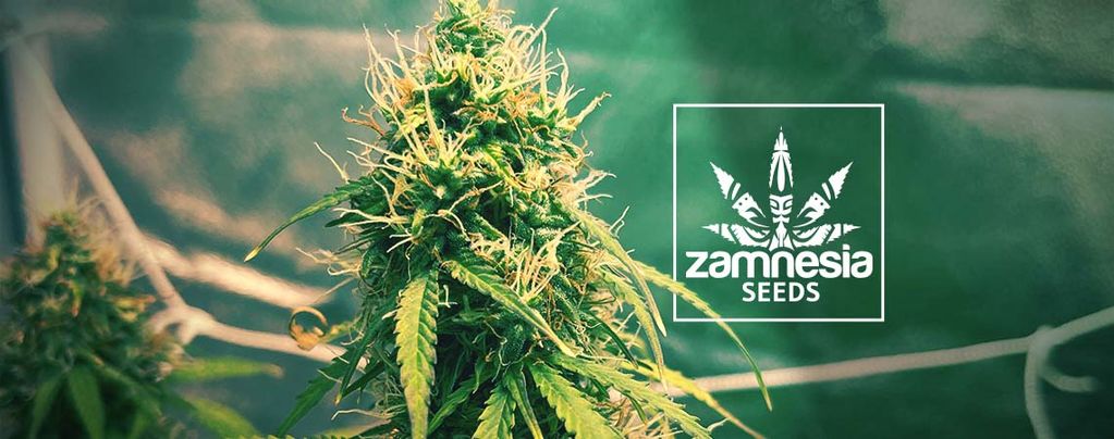 Girl Scout Cookies (Zamnesia Seeds) Feminiseé