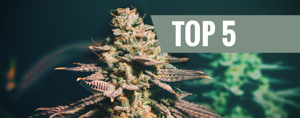 Top 5 Des Variétés De Cannabis Pour Cultivateurs Tardifs
